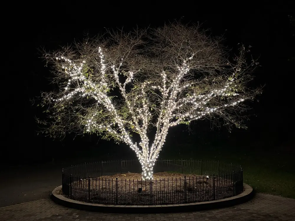 Large tree fully wrapped in warm white lights